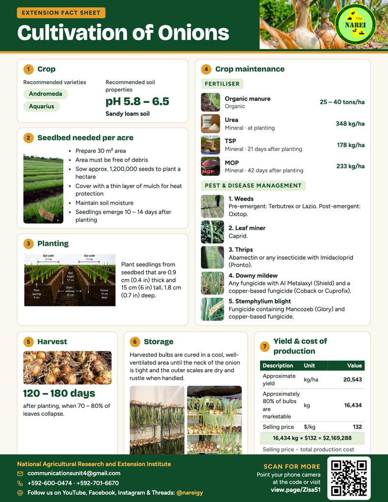 Onion fact sheet (Letter)@2x